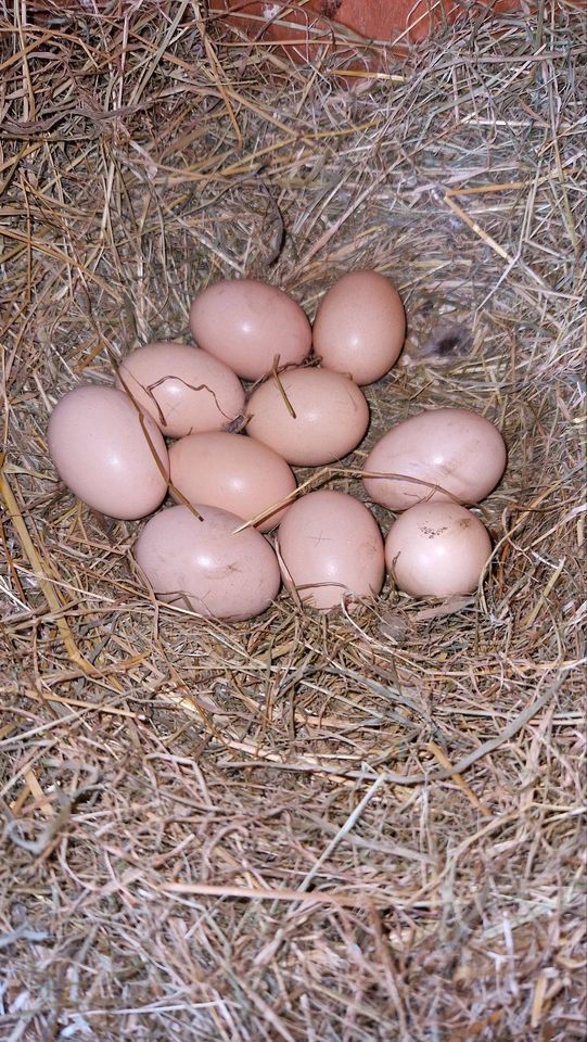 10 Bruteier Zwergwyandotten bunt Zwerg Wyandotten Huhn Ei Eier in Nordholz