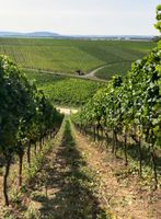 Suche Ackerfläche für Weinbau WUG Bayern - Weißenburg in Bayern Vorschau