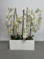 Deko Orchidee in weiß mit weißen Topf Kiel - Wellsee-Kronsburg-Rönne Vorschau