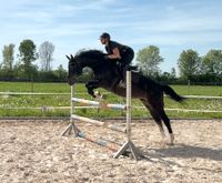 Springpferd Zuchtstute Stute Freizeitpferd Baden-Württemberg - Ladenburg Vorschau