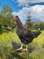 Huhn jung Hahn mix Marans mix Güstrow - Landkreis - Laage Vorschau