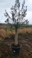 XXL olea europaea Olivenbäume Ölbaum Olivenbaum 200cm Olive Baum Nordrhein-Westfalen - Soest Vorschau