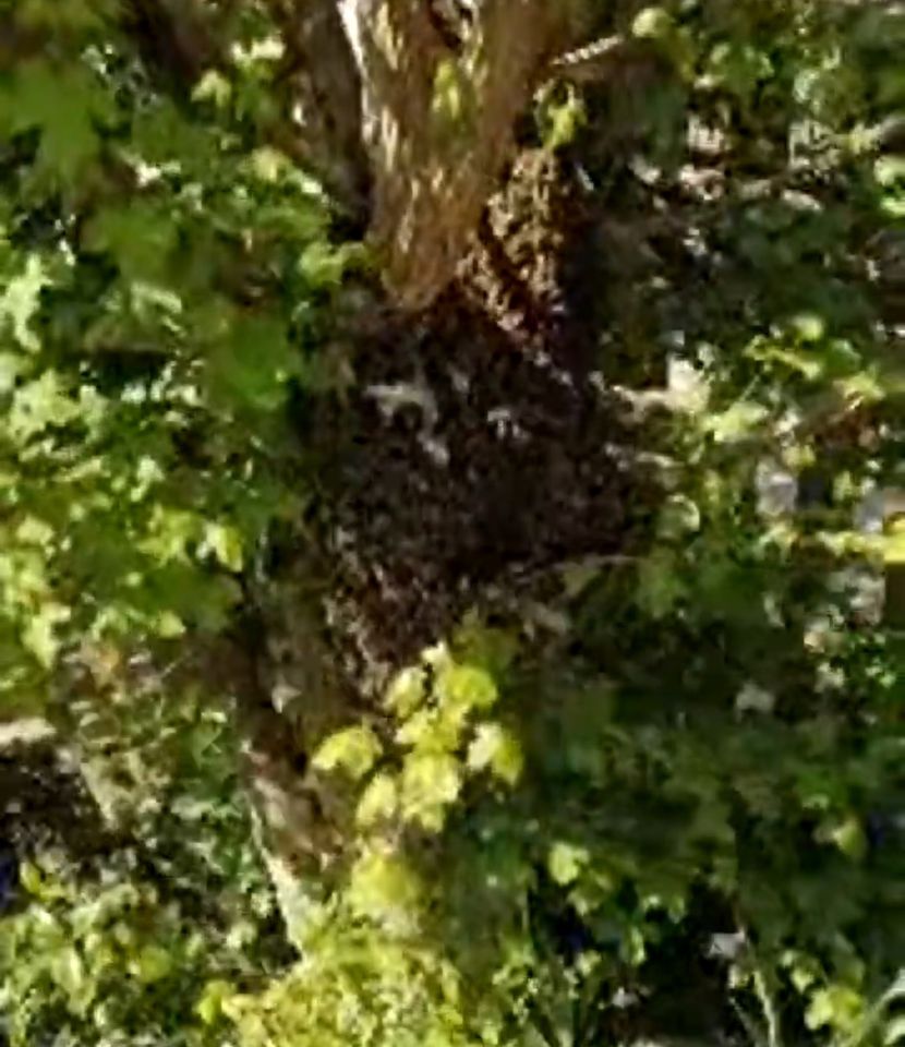 Bienenschwarm retten, einsammeln ,fangen in Hollingstedt