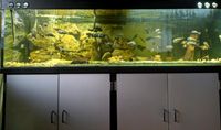 Aquarium 850 Liter Tanganjika Komplett mit Fischen und Zubehör Baden-Württemberg - Zuzenhausen Vorschau