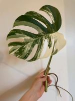 Monstera Variegata Stammsteckling - B Köln - Longerich Vorschau