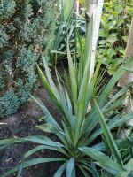 Yucca palme winterhart Stammbildend ca. 70cm Nordrhein-Westfalen - Hopsten Vorschau