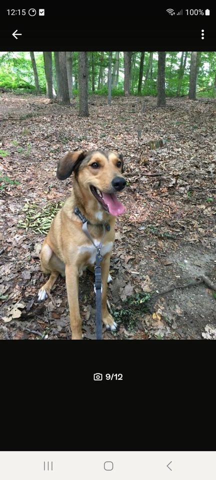 Toller Hund sucht tolle Familie in Hünxe