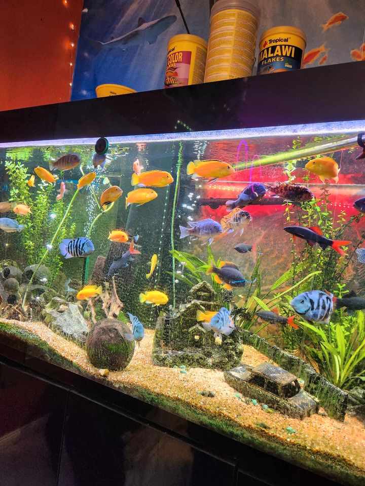 Aquarium 500 Liter in Lübeck