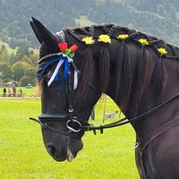 Pflege - Reitbeteiligung ( Pferd sucht Mensch) Bayern - Schwangau Vorschau
