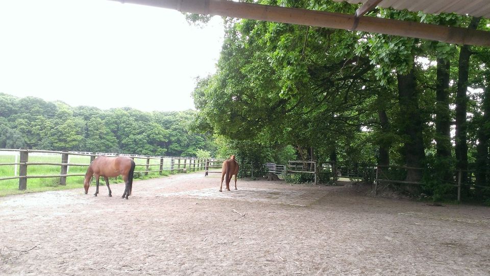 Biete Offenstall mit Paddock Trail für Stute, Offenstallplatz in Loxstedt