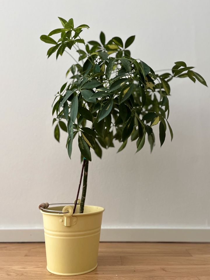 Zimmerpflanze Schefflera Strahlenaralie mit Topf in Berlin