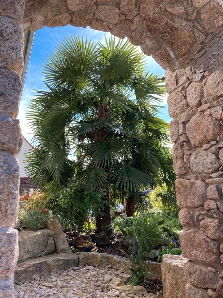 Palmensamen, Trachycarpus fortunei, chinesische Hanfpalme in Bühl