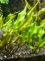 Aquariumpflanze Vordergrund Nordrhein-Westfalen - Hille Vorschau