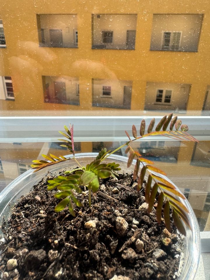 Baby Seidenbaum Albizia julibrissin in Berlin