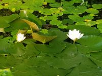 Teichseerose weiß Baden-Württemberg - Sonnenbühl Vorschau