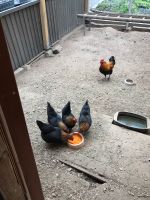 Hühnereier von Zwerg Niederreiner Orangenbrüstig Wuppertal - Cronenberg Vorschau