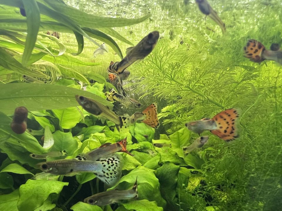 Cobra / Blue Sapphire Guppys - Poecilia Reticulata in Rüthen