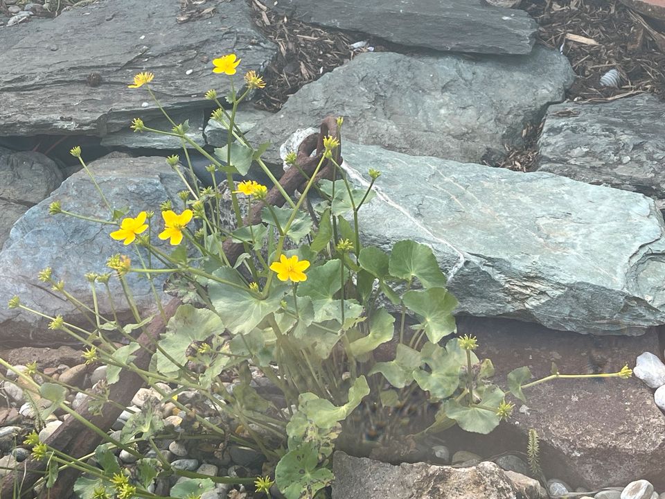 Sumpfdotterblume, Teich, Wasserpflanze in Roxheim