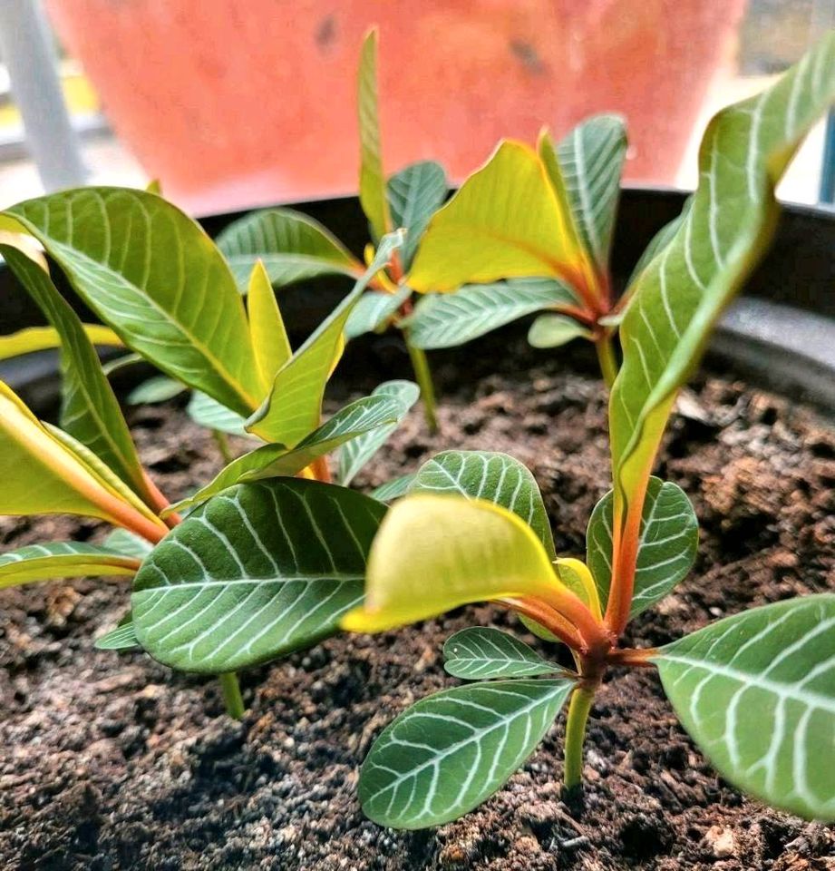 Spuckpalme, Madagaskar Juwel, Euphorbia, bewurzelt, bis 25cm in Norderstedt