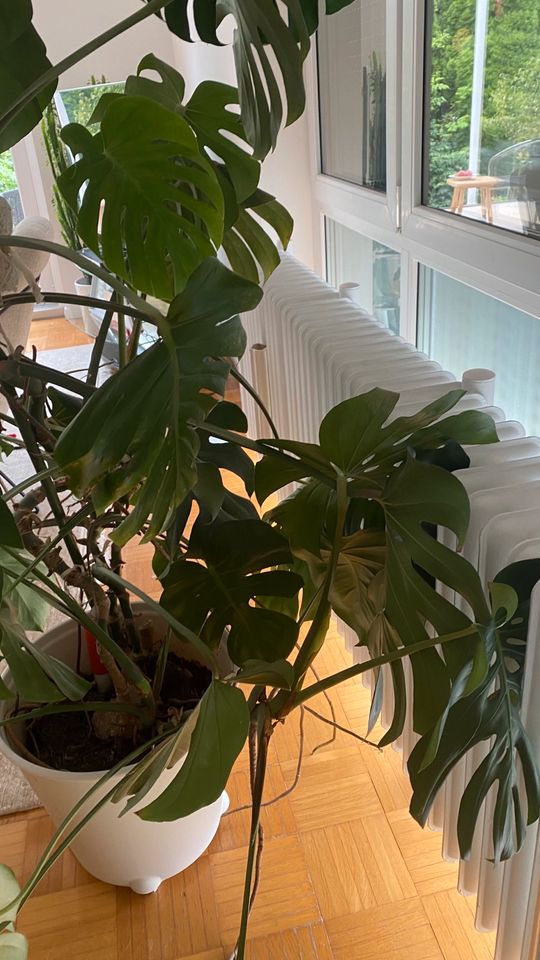 Monstera Philodendron Pflanze Large Zimmerpflanze ca.200 cm in Heusenstamm