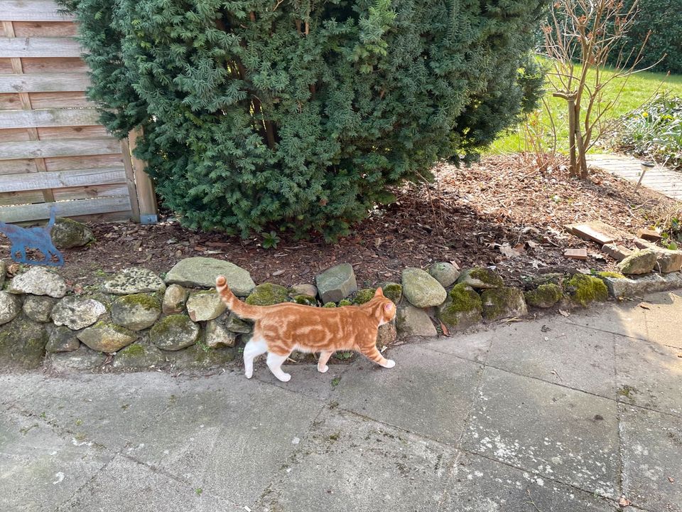 Vermisst wird Garfield in Bremervörde