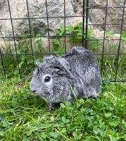 Meerschweinchen Mädel in Silber aguti Sachsen-Anhalt - Bismark (Altmark) Vorschau