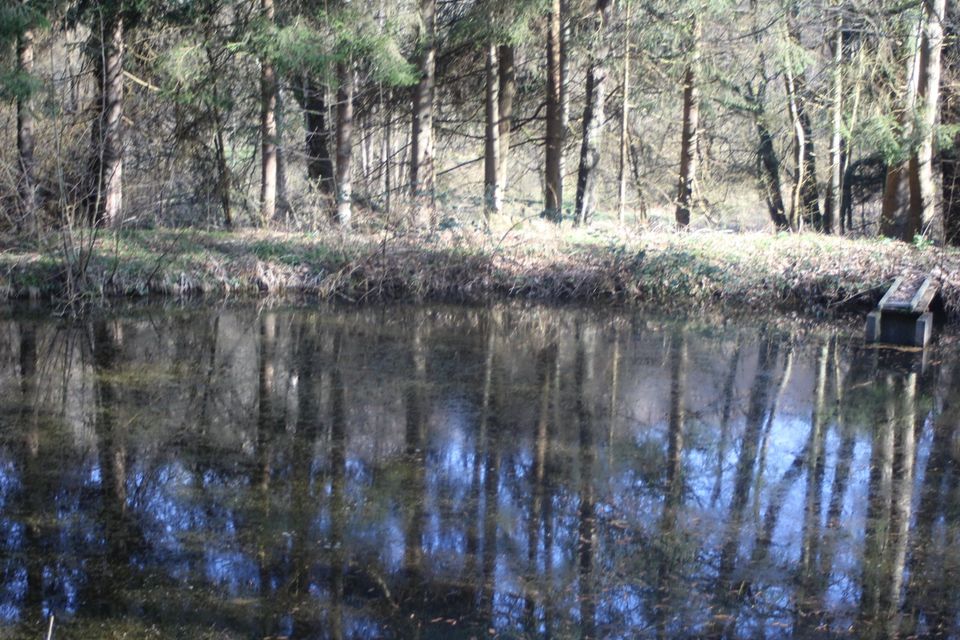 Waldgrundstück mit ca. 1.100 m² Wasserfläche in Elz in Elz