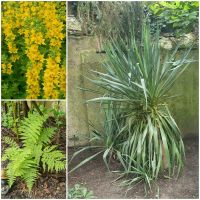 Staude YUCCA PALME Pflanze GOLDFELBERICH Blume FARN Mehrjährig Essen - Essen-Kray Vorschau