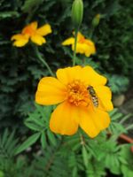 Zeit fürs Frühbeet: Samen für Tagetes (Studentenblume) Schleswig-Holstein - Norderstedt Vorschau