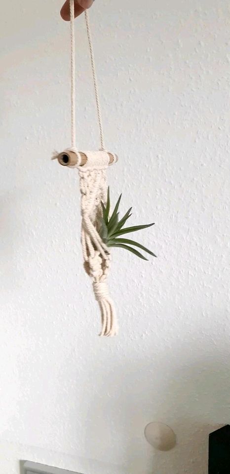 Luftpflanze Airplant Tillandsia im Makramee in Schuby