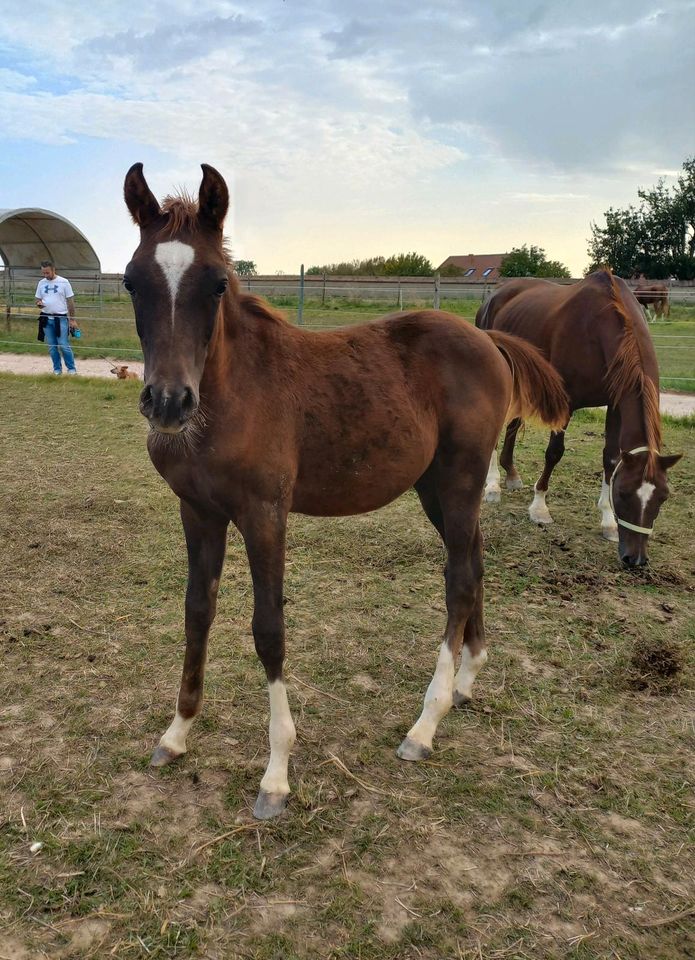 Vollblutaraber Dunkelfuchs Jährling Hengst 4x weiß Warmbluttyp in Hochborn