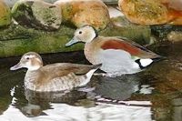 Rotschulter Enten Ziergeflügel Wassergeflügel Nordrhein-Westfalen - Tecklenburg Vorschau