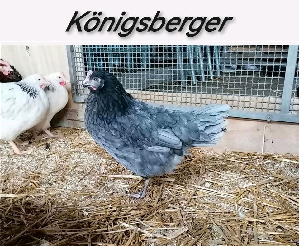 Königsberger Hennen Hühner Junghennen in Burg Stargard