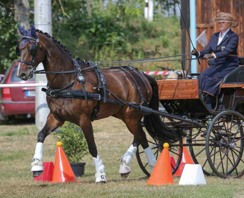 Einspännerset, warmblut, ZilcoGB Einspänner Komplettes in Bitz