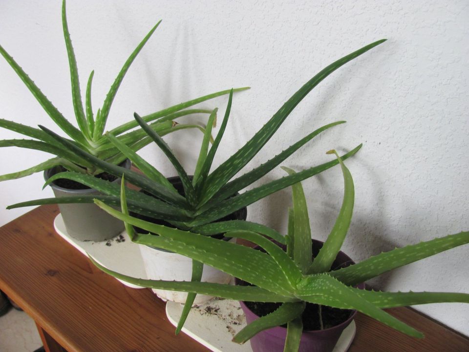 3 x Aloe Vera Zierpflanze + Heilpflanze in Troisdorf