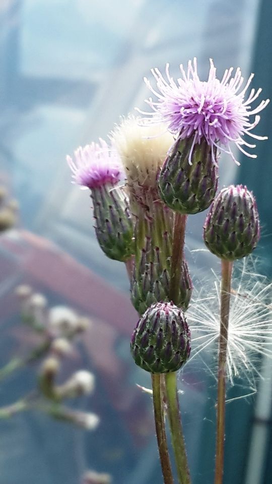 Distel Pflanze, Blumen, Lila Blume, Gartenpflanze, Pflanzen in Berlin