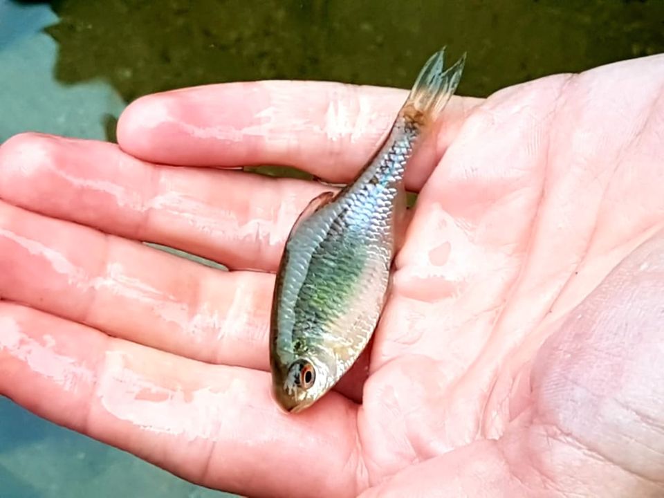 Koi,Störe und Biotopfische!!! in Sandersdorf