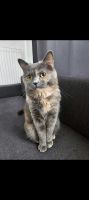 Katze vermisst Berlin - Neukölln Vorschau