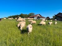 Schafschurwolle, Wolle, Rohwolle, Schafwolle, Bio - ungewaschen Bayern - Sulzberg Vorschau