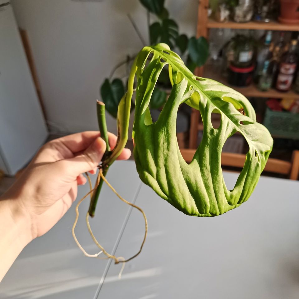 Monstera esqueleto - Ableger in Osnabrück