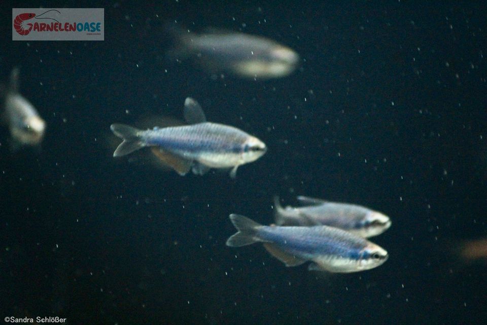 Roter Neon Königsalmler belem blue Aquariumfisch in Krefeld