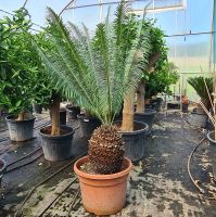 Palmfarn Cycas panzhihuaensis 40 cm Stammhöhe, 160 cm Gesamthöhe Bayern - Altfraunhofen Vorschau