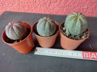 Sukkulenten Euphorbia obesa 3 Stück 10.- Rheinland-Pfalz - Birkenheide Vorschau