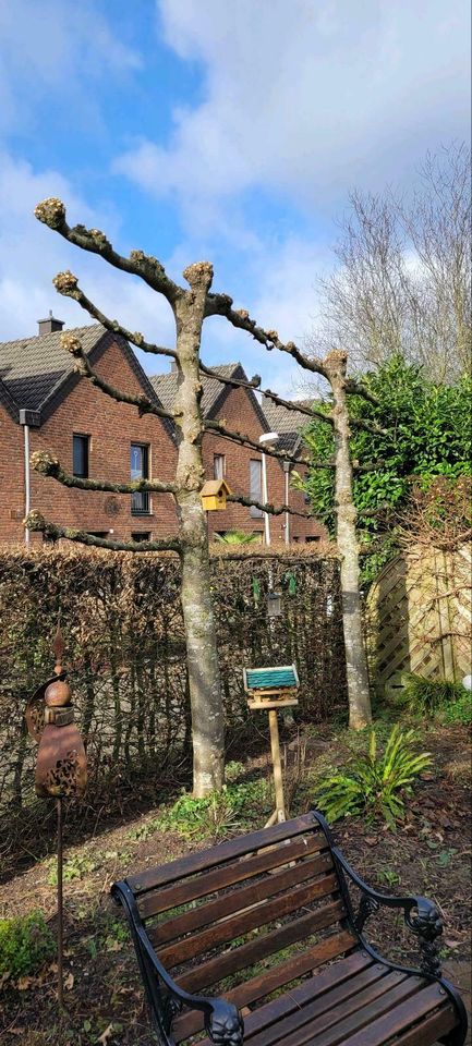 Wir bieten Gartenarbeiten Heckenschnitt Rasen Fräsen Bäume in Goch