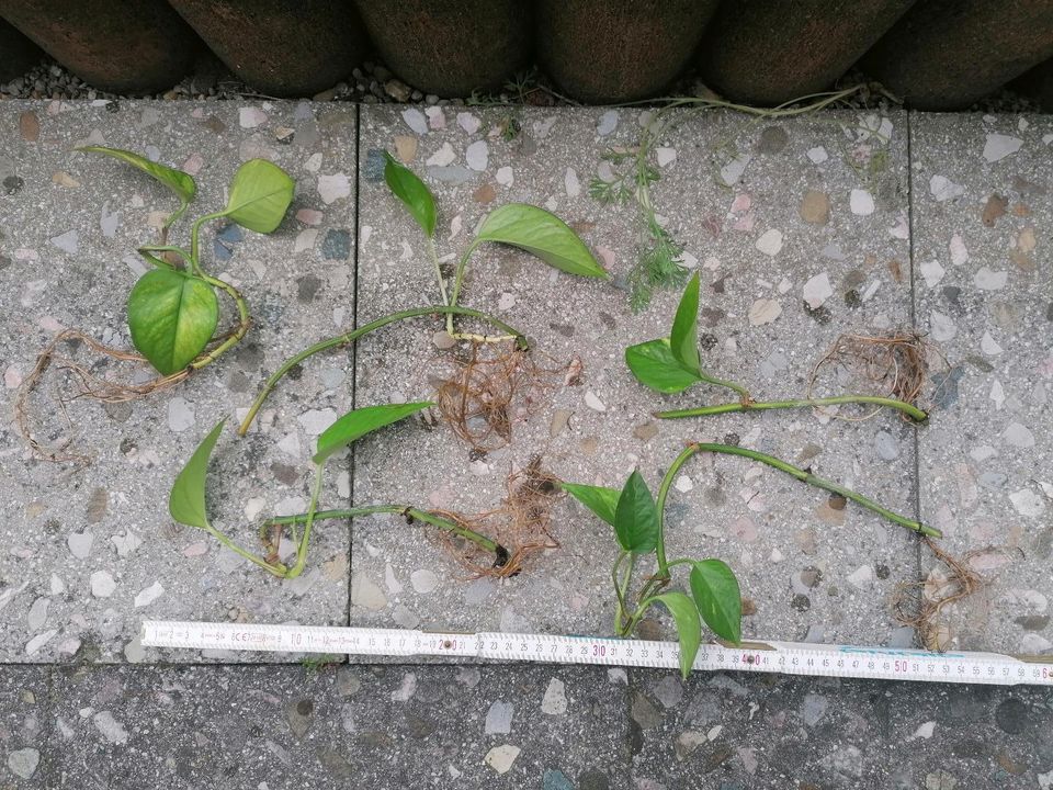 Ableger Goldene Efeutute Epipremnum aureum in Leutkirch im Allgäu