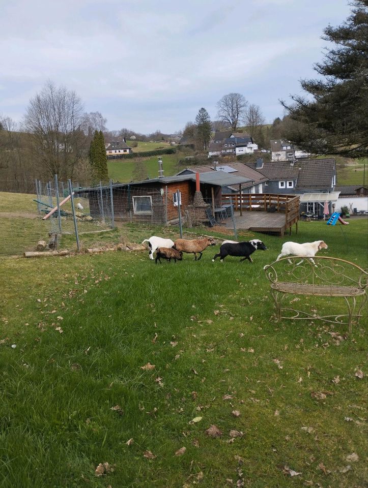 Kamerun Schaf Schafsbock Bock Auen in Wipperfürth