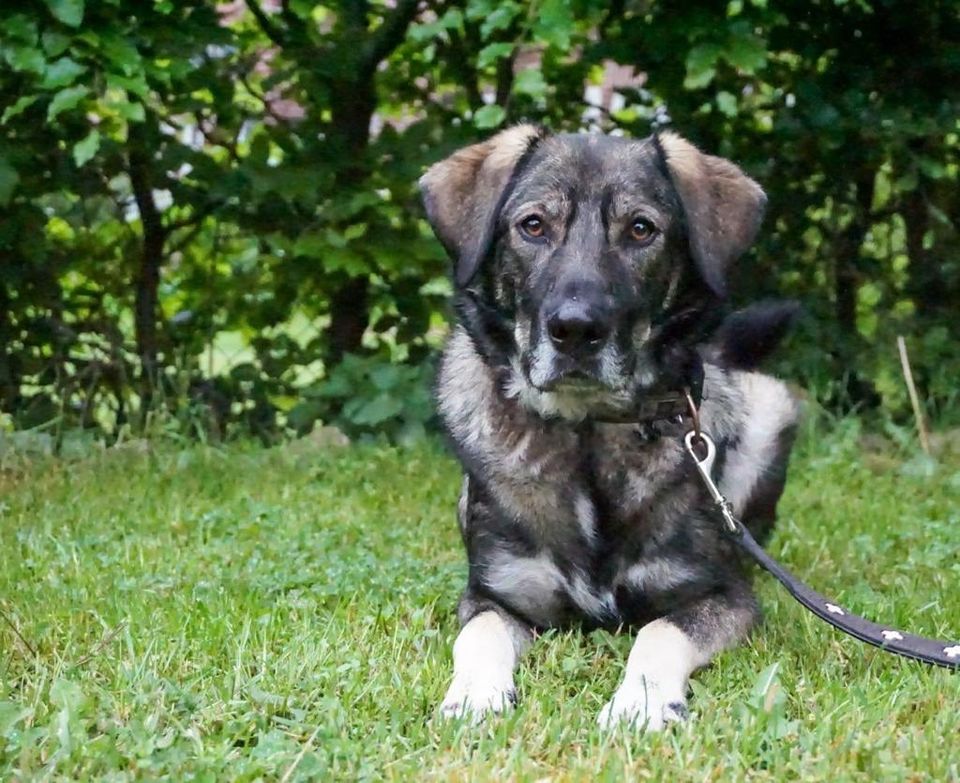 Bandit - ein toller Hund in den richtigen Händen in Norderstedt