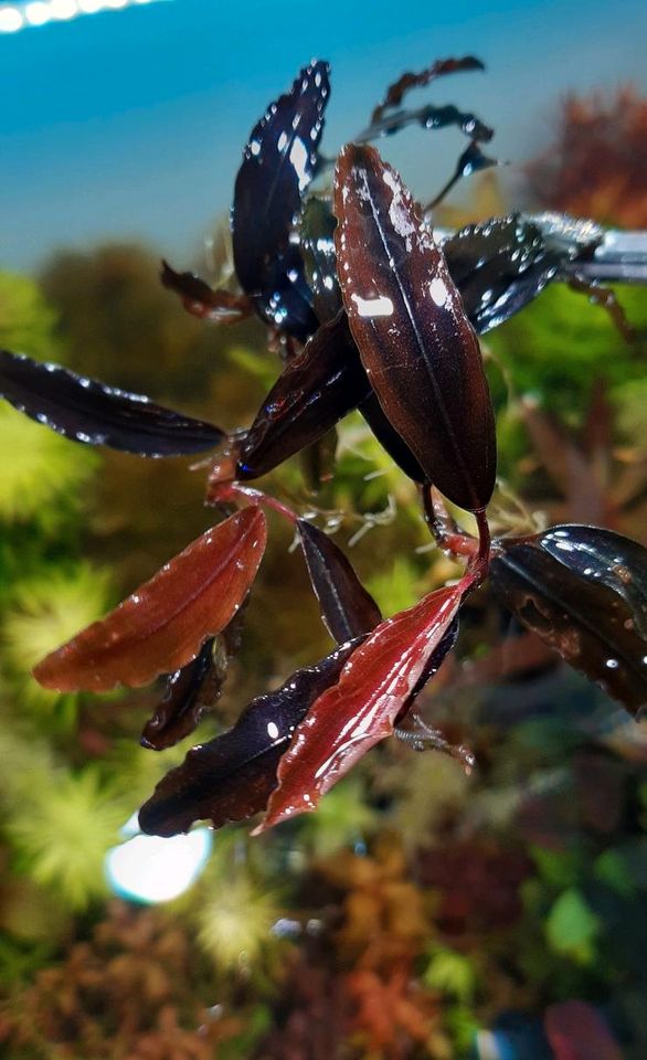 New ⭐❤ Red Chili 2x ❤⭐ Rare Bucephalandra Aquarium Garnelen in Freiburg im Breisgau