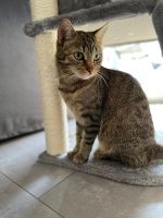 Vermisste Katze getigert Niedersachsen - Schweringen Vorschau