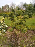 Ilex crenata Bonsai Formschnitt Gehölz Niedersachsen - Barßel Vorschau